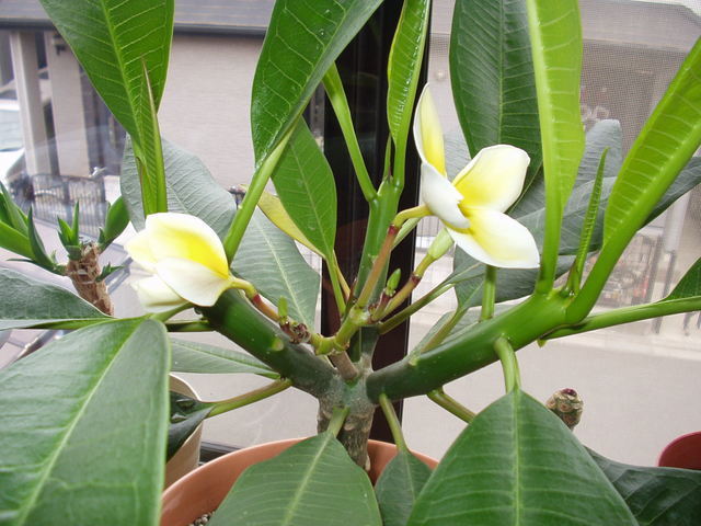 Kama Aina Hawaiian web Site