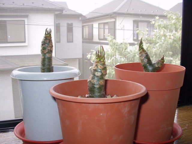 Kama Aina Hawaiian web Site