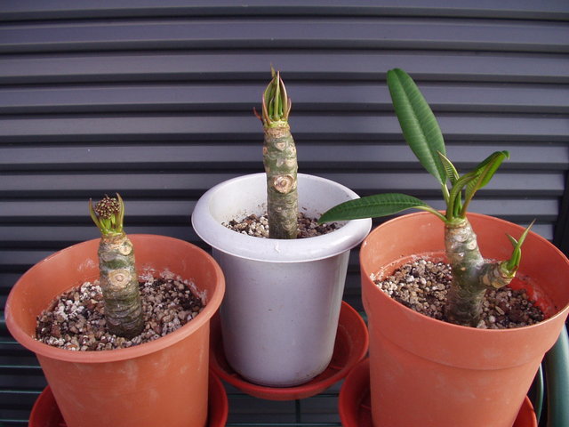 Kama Aina Hawaiian web Site