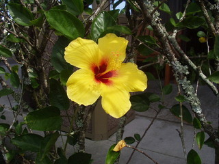 Kama Aina Hawaiian web Site