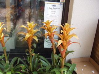 Kama Aina Hawaiian web Site