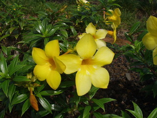 Kama Aina Hawaiian web Site