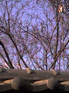 �D������̓Ƃ茾