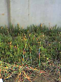 �D������̓Ƃ茾