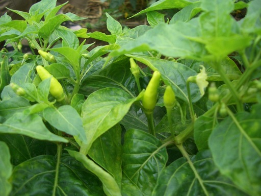 ��܂��̕���