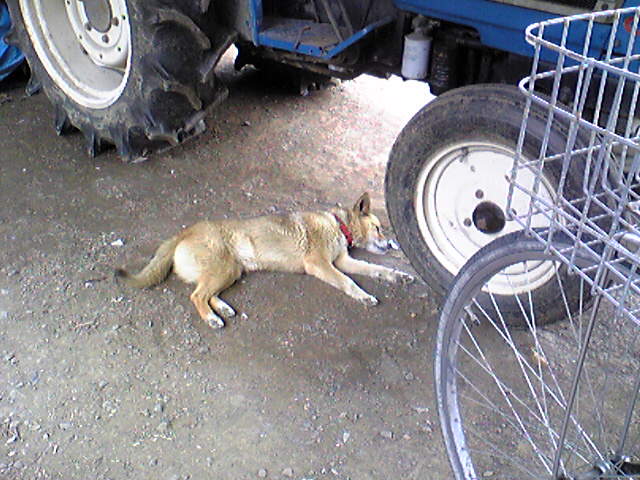 ��܂��̕���