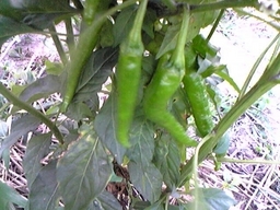 ��܂��̕���