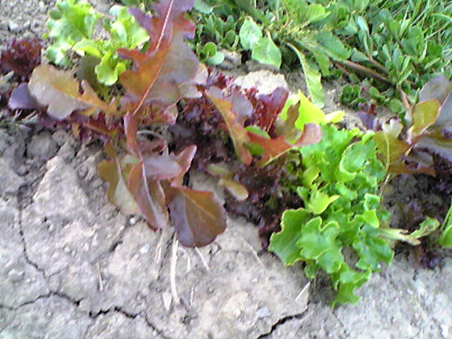 ��܂��̕���