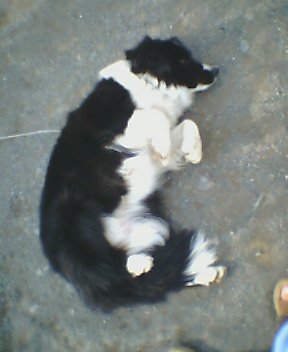 ������[�̕���