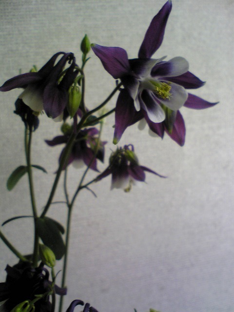 �������ӂ�X�C�}�[