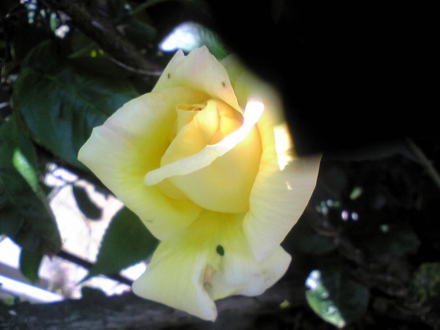 �������ӂ�X�C�}�[