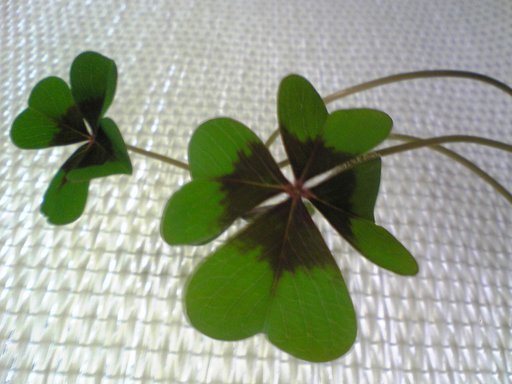 �������ӂ�X�C�}�[