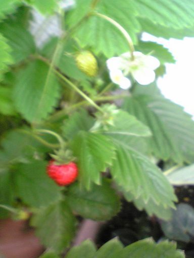 �������ӂ�X�C�}�[