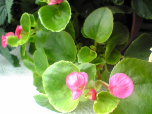 �������ӂ�X�C�}�[