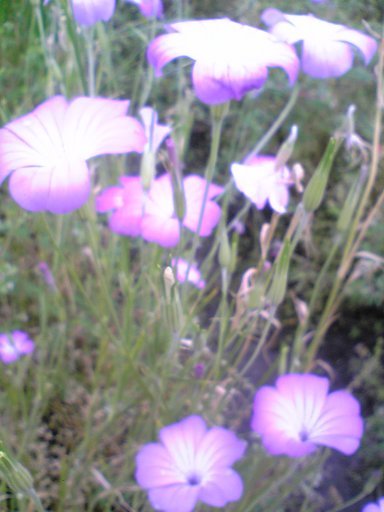 �������ӂ�X�C�}�[