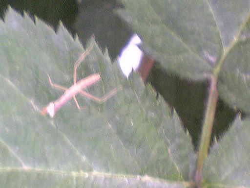 �������ӂ�X�C�}�[