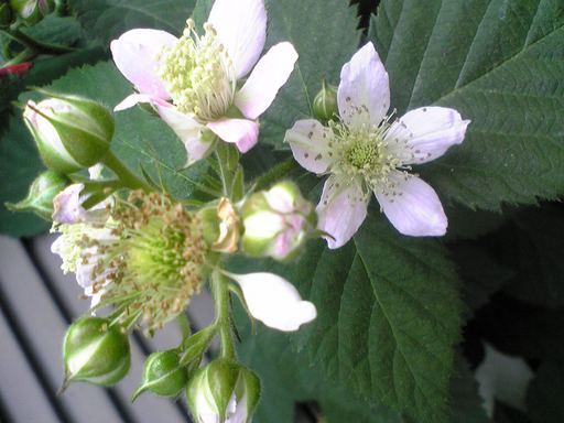 �������ӂ�X�C�}�[