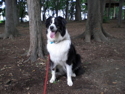 �������ӂ�X�C�}�[