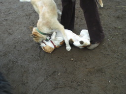 �������ӂ�X�C�}�[