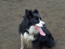 �������ӂ�X�C�}�[