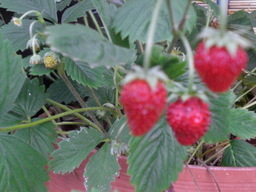 �������ӂ�X�C�}�[