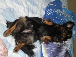 �������ӂ�X�C�}�[