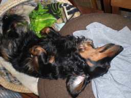 �������ӂ�X�C�}�[