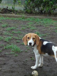 �������ӂ�X�C�}�[