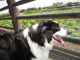 �������ӂ�X�C�}�[