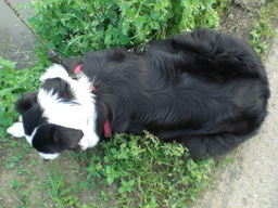 �������ӂ�X�C�}�[