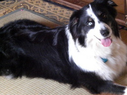 �������ӂ�X�C�}�[