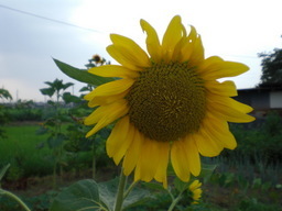 �������ӂ�X�C�}�[