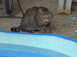 �������ӂ�X�C�}�[