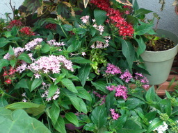 �������ӂ�X�C�}�[