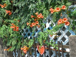 �������ӂ�X�C�}�[