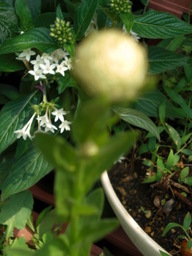 �������ӂ�X�C�}�[