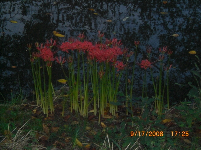 �������ӂ�X�C�}�[