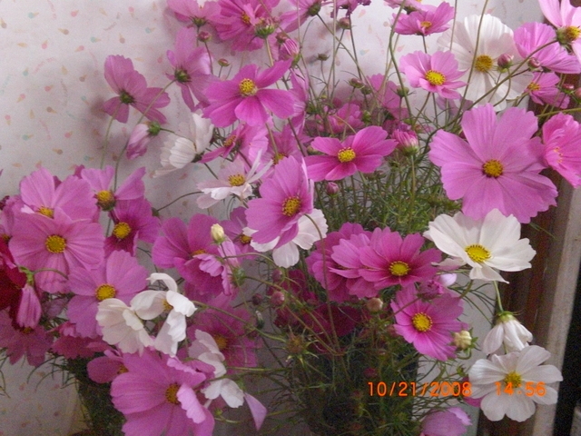 �������ӂ�X�C�}�[