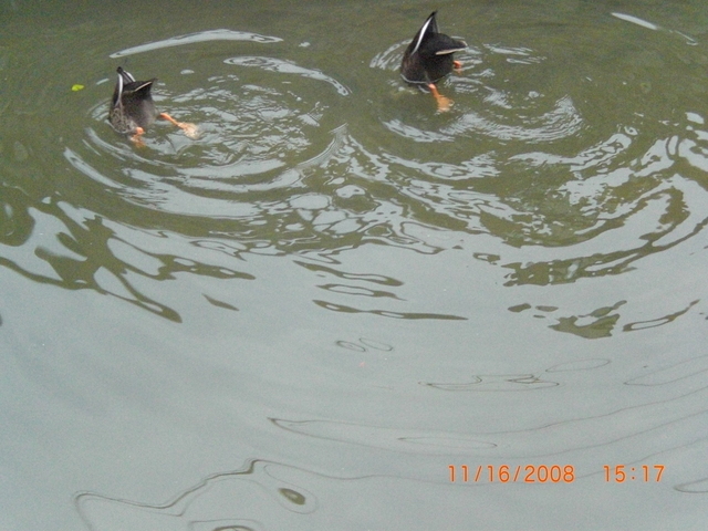 �������ӂ�X�C�}�[