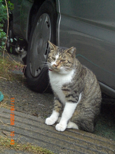 �������ӂ�X�C�}�[