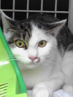 �������ӂ�X�C�}�[