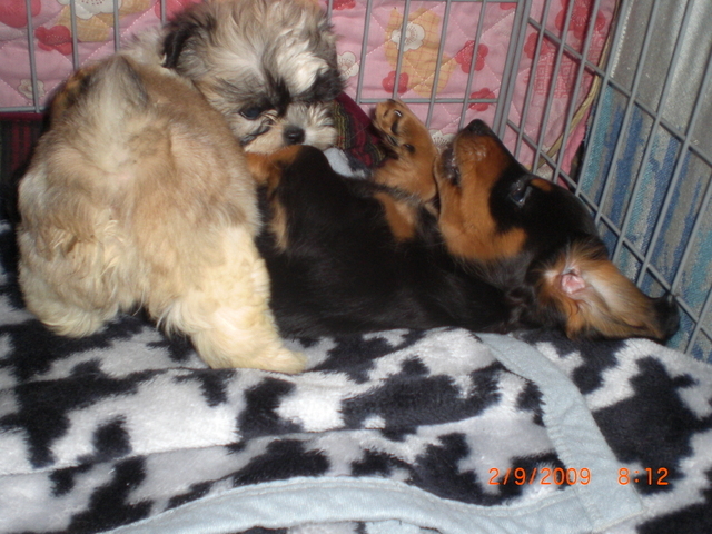 �������ӂ�X�C�}�[