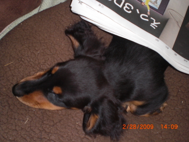 �������ӂ�X�C�}�[