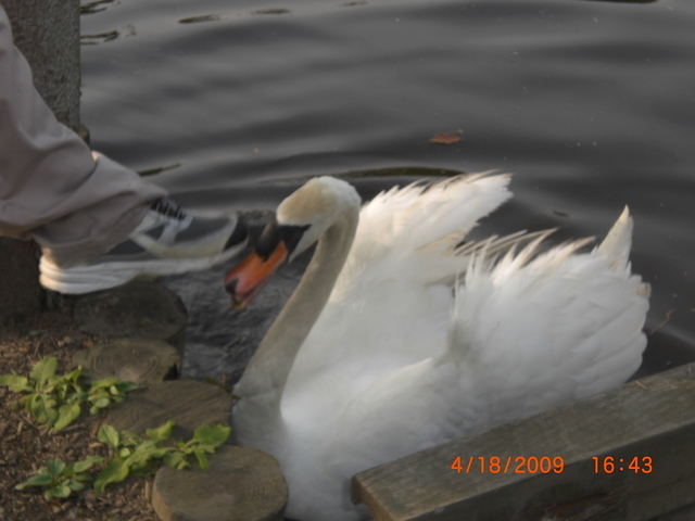 �������ӂ�X�C�}�[