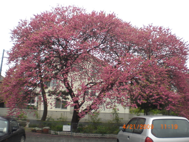 �������ӂ�X�C�}�[