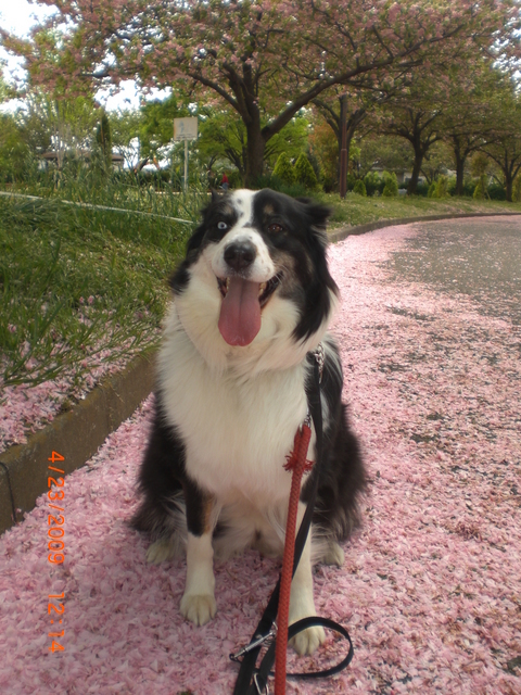 �������ӂ�X�C�}�[