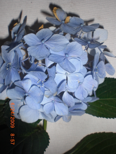 �������ӂ�X�C�}�[