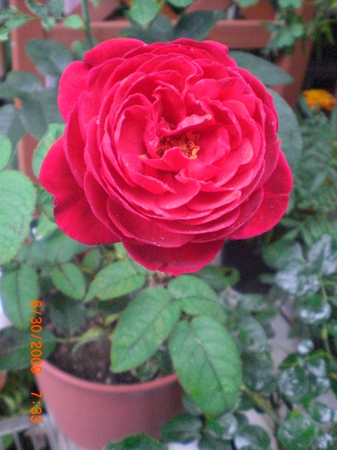 �������ӂ�X�C�}�[