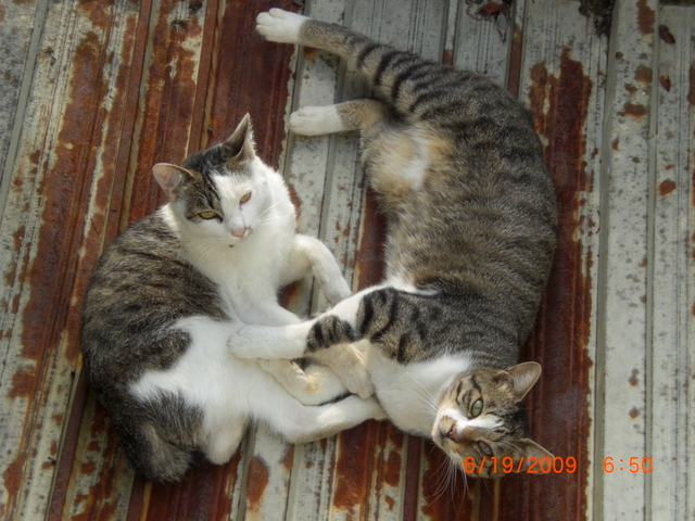 �������ӂ�X�C�}�[