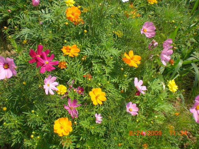 �������ӂ�X�C�}�[